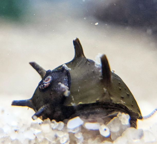 Horned Snail | FRESHWATERAQUATICA