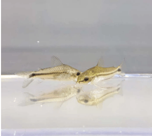 Pygmy Cory - FreshWaterAquatica.com