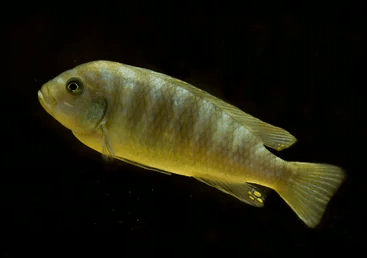 Yellow Morph | FRESHWATERAQUATICA