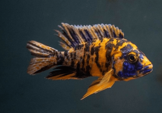 Orange OB Peacock Cichlid - FreshWaterAquatica.com