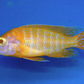Albino Peacock Cichlid - FreshWaterAquatica.com