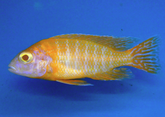 Albino Peacock Cichlid - FreshWaterAquatica.com