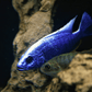 Ice berg Cichlid - FreshWaterAquatica.com