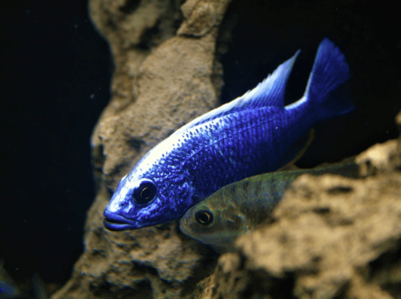 Ice berg Cichlid - FreshWaterAquatica.com