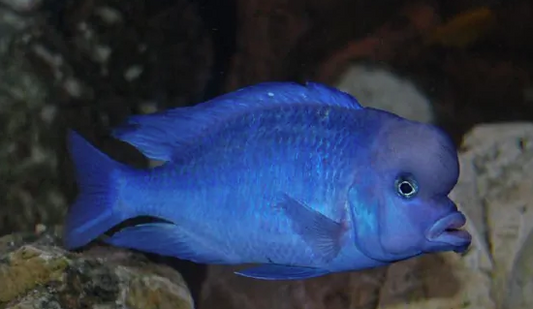 Blue Dolphin Cichlid - FreshWaterAquatica.com