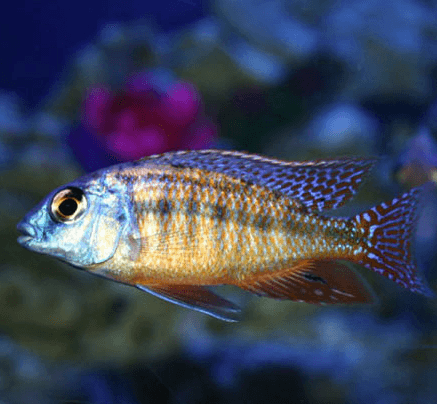 Red Empress Cichlid - FreshWaterAquatica.com