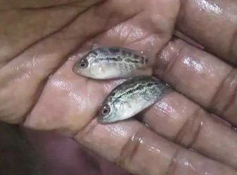 Flowerhorn baby  1.5 inch  A Grade - FreshWaterAquatica.com