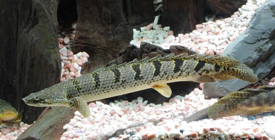Senegal Fish Large Delhezi senegal fish 3 to 3.5 inches | FRESHWATERAQUATICA