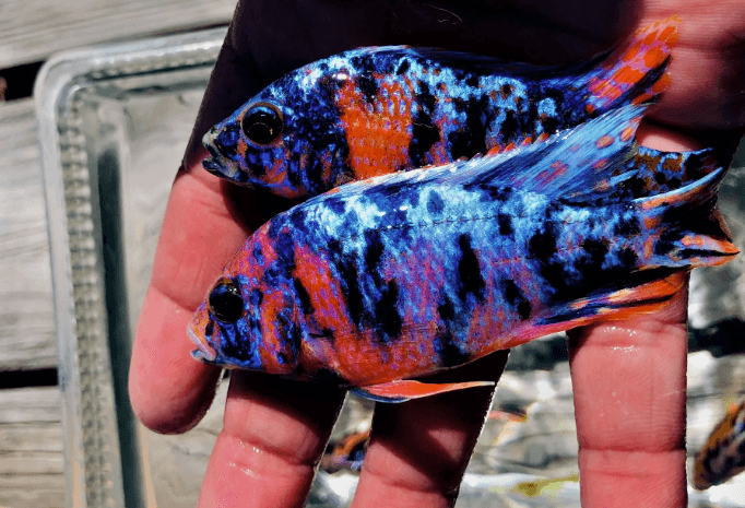 OB Peacock Blue Cichlid - FreshWaterAquatica.com