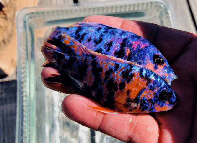 OB Peacock Blue Cichlid - FreshWaterAquatica.com