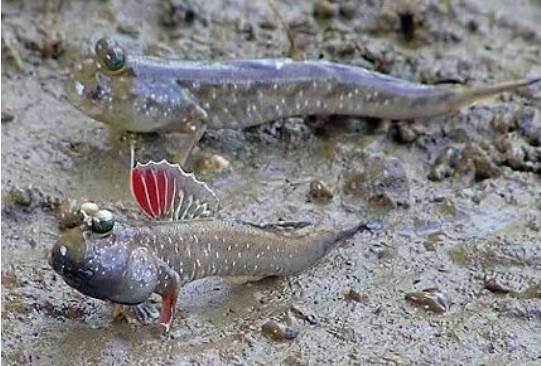 Mudskipper Color Mudskipper | FRESHWATERAQUATICA