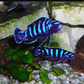 Demosoni Cichlid - FreshWaterAquatica.com