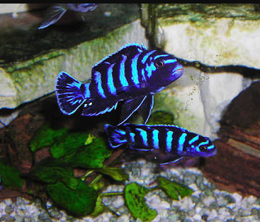 Demosoni Cichlid - FreshWaterAquatica.com