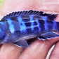 Demosoni Cichlid - FreshWaterAquatica.com