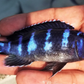 Demosoni Cichlid - FreshWaterAquatica.com