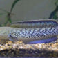 Channa stewarti 'Karbi Anglong' 7''-8''
