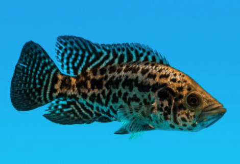 jaguar cichlid - FreshWaterAquatica.com