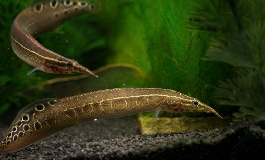 Macrognathus pancalus Spiny Green Eel | FRESHWATERAQUATICA