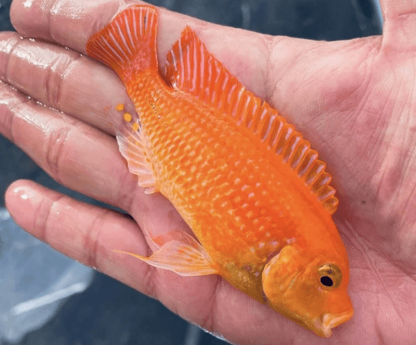 Red Zebra Cichlid - FreshWaterAquatica.com