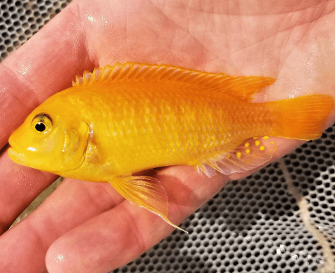 Red Zebra Cichlid - FreshWaterAquatica.com