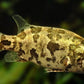Nandus nandus Leaf Fish Gourami
