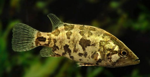 Nandus nandus Leaf Fish Gourami