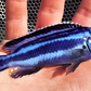 Blue Aratus Cichlid - FreshWaterAquatica.com