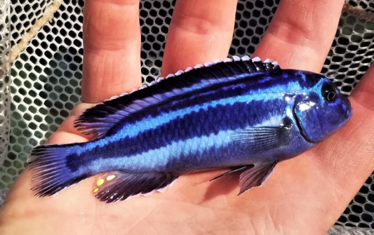 Blue Aratus Cichlid - FreshWaterAquatica.com