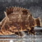 Nandus nandus Leaf Fish Gourami