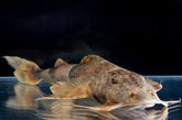 Shop Shark Fishes at FRESHWATERAQUATICA | FRESHWATERAQUATICA