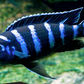 Demosoni Cichlid - FreshWaterAquatica.com