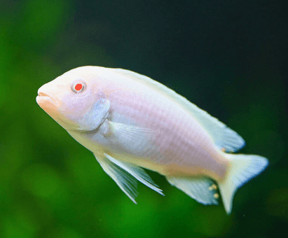 Snow White Cichlid - FreshWaterAquatica.com