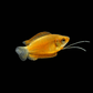 Yellow Gourami - FreshWaterAquatica.com