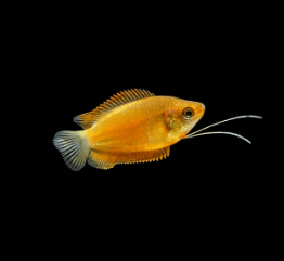 Yellow Gourami - FreshWaterAquatica.com