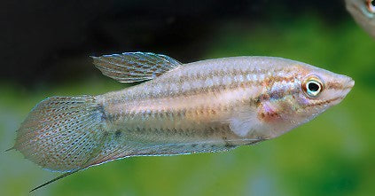 Trichopsis Vittata “Crocking Gourami”