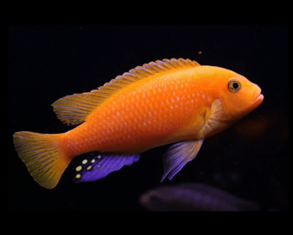 Red Zebra Cichlid - FreshWaterAquatica.com