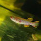 Gardners Killi Fish - FreshWaterAquatica.com