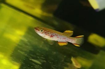 Gardners Killi Fish - FreshWaterAquatica.com