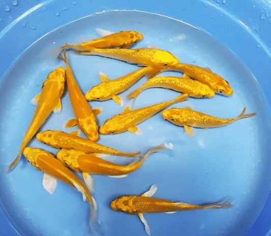 Shop Koi Fishes at FRESHWATERAQUATICA FRESHWATERAQUATICA