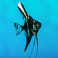 Marbel Angel Fish - FreshWaterAquatica.com