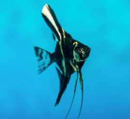 Marbel Angel Fish - FreshWaterAquatica.com