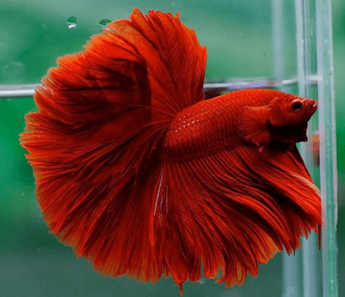 RED  OHM Betta - FreshWaterAquatica.com