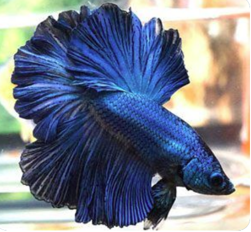 Blue  Betta - FreshWaterAquatica.com