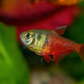 Flame Tetra (Von Rio Tetra) Fish - FreshWaterAquatica.com