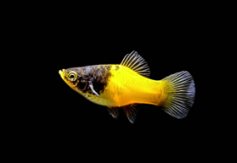 Bumblebee Platy - FreshWaterAquatica.com