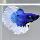 White Blue betta - FreshWaterAquatica.com