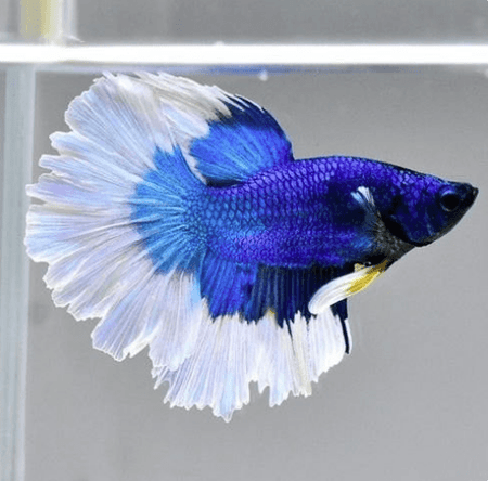 White Blue betta FRESHWATERAQUATICA - Main Image