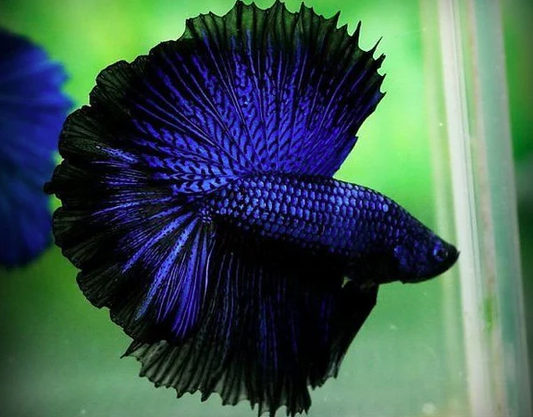 Blue  OHM Betta - FreshWaterAquatica.com