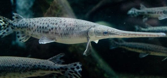 Long Nose gar