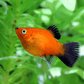 Red Platy - FreshWaterAquatica.com